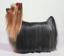 A dog's hair should be clipped during the hot summer months.