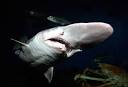 Photo in the News: Rare "Prehistoric" Goblin Shark Caught in Japan