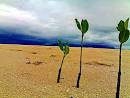 Tags: twiggy (28) , mangroves (0) , thebeach (0) , yellowsand (0) , roxas - via Daymix
