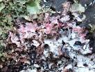 Fungal parasite on lichen - via Daymix