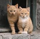 Domestic Cat Photos, Domestic Cat Images | NaturePhoto-