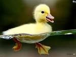 Birds HD Wallpaper #