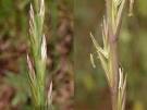 <b>Loglio</b> rigido - Lolium rigidum