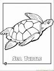 Sea Turtle coloring page