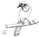 TPWD Kids: South Texas Green Jay – Color by Number