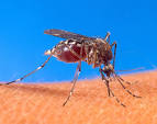 of <b>Rift Valley Fever</b>.