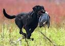 Bird dog training | Gun dog training | Hunting dog training videos ...