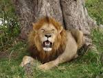 http://upload.wikimedia.org/wikipedia/commons/f/f8/Lion_in_masai_mara.jpg