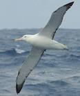 Sub-Antarctic and Polar bird life