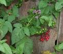 Bittersweet Nightshade Identification - Solanum dulcamara