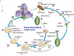 images?qtbnANd9GcT3d0EBqAOiG9hmcqHa7 Vgk8CdlhH zyA70H3xi0IMCPT9 Ex8
