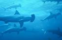 Chondrichthyes