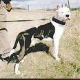 Pitbull pictures, 5