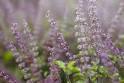 Gaia Herbs