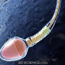 sperma