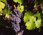 Datei:Cabernet Sauvignon Gaillac.jpg – Wikipedia