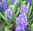 Image/JPEG: <b>Liliaceae</b>