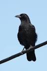 American Crow