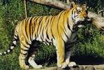File:Amur or Siberian tiger (Panthera tigris altaica), Tierpark ...
