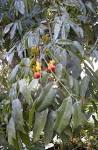 File:<b>Castanospermum</b> australe