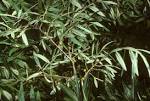 <b>Elaeagnaceae</b> Hippophae