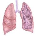 Nueva esperanza contra cáncer de <b>pulmón</b> inoperable | Noticias