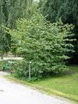 File:<b>Hamamelis</b> japonica shrub