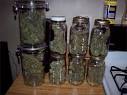 The Cannabis Grow Bible - Curing