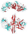 Botulinum toxin - Wikipedia, the free encyclopedia