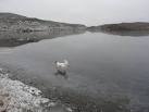 Black Loch, White Dog. Jack Russell on the frozen Loch Dubh after days of - via Daymix
