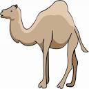 Camel coloring page