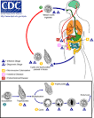 DPDx - <b>Amebiasis</b>
