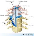 Como funciona a <b>meningite</b>