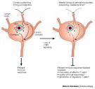 AUTOIMMUNE DISEASE Pictures, AUTOIMMUNE DISEASE Image, others ...