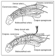 Physiology of Penile Erection | MerryDoc
