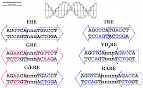 Nuclear Hormone Receptors