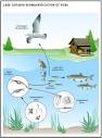 Bioaccumulation - water, environmental, pollutants, EPA, chemicals ...