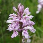(subspecies ericetorum) or - via Daymix