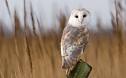 World Wildlife Fund Adopt a Barn Owl   WWF Gift Center
