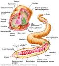 Earthworms