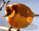 Angry Birds in Real Life Unique Interesting Facts