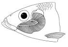 Fish Gills | Biological drawings of Characteristics of fish ...