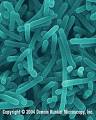 Listeria - MicrobeWiki