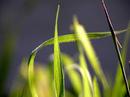 un filo di erba