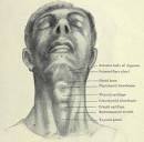 Cricoid Cartilage - Shape, Location, Function and Pictures