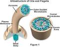 Cilia and Flagella