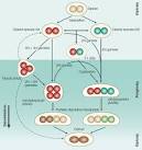 of <b>diploidy</b> and polyploidy