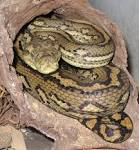 File:Australian-Carpet-Python.jpg - Wikipedia, the free encyclopedia