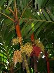 File:<b>Areca</b> vestiaria (Scott