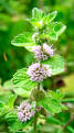 Peppermint Oil. Health Benefits, History, Uses of Peppermint Oil
